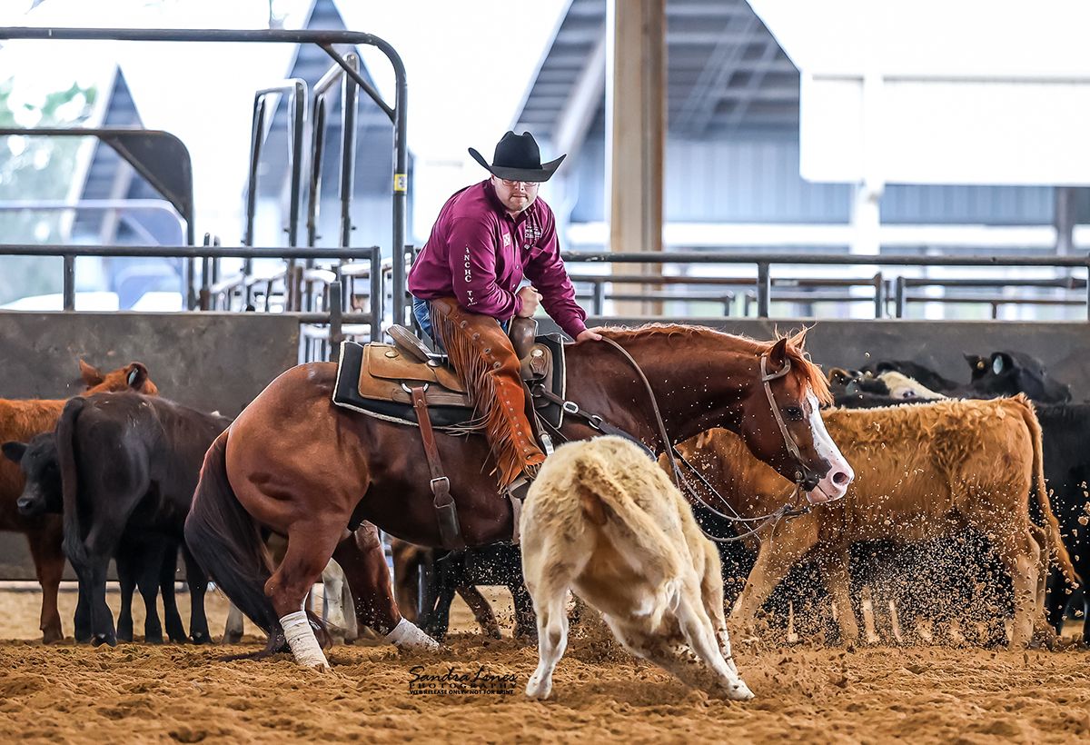 Cutting horse and rider in competition
