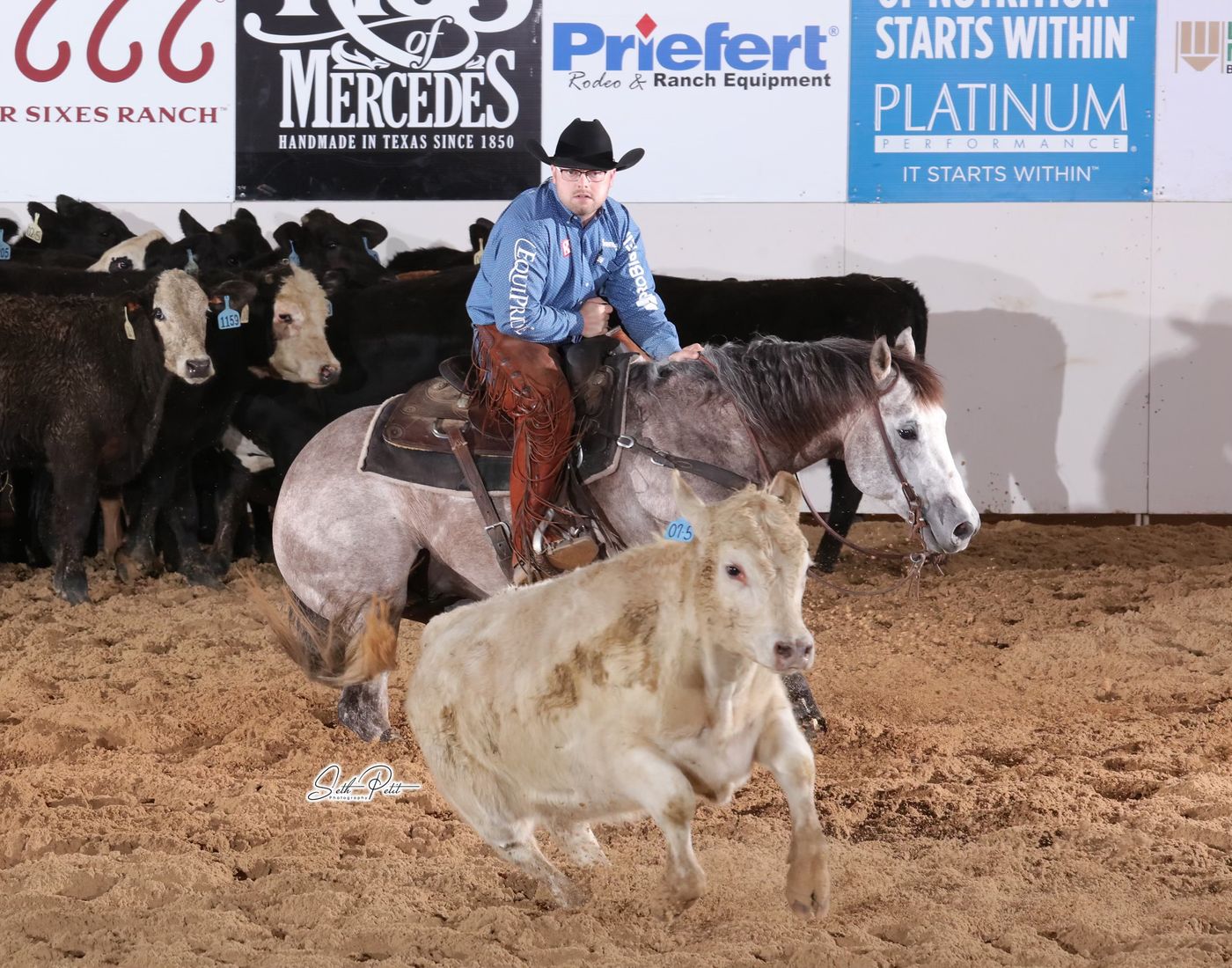 Cutting competition with cattle